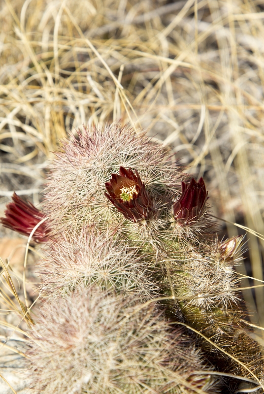 Cactus Flowering BBNP March 4, 2017